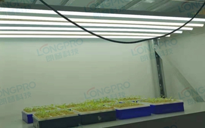 UV紫外線照射實驗：植物如何應(yīng)對自然環(huán)境中的紫外線威脅？